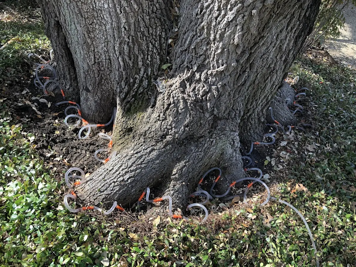 Detailed Tree Cabling and Bracing job site in Casnovia