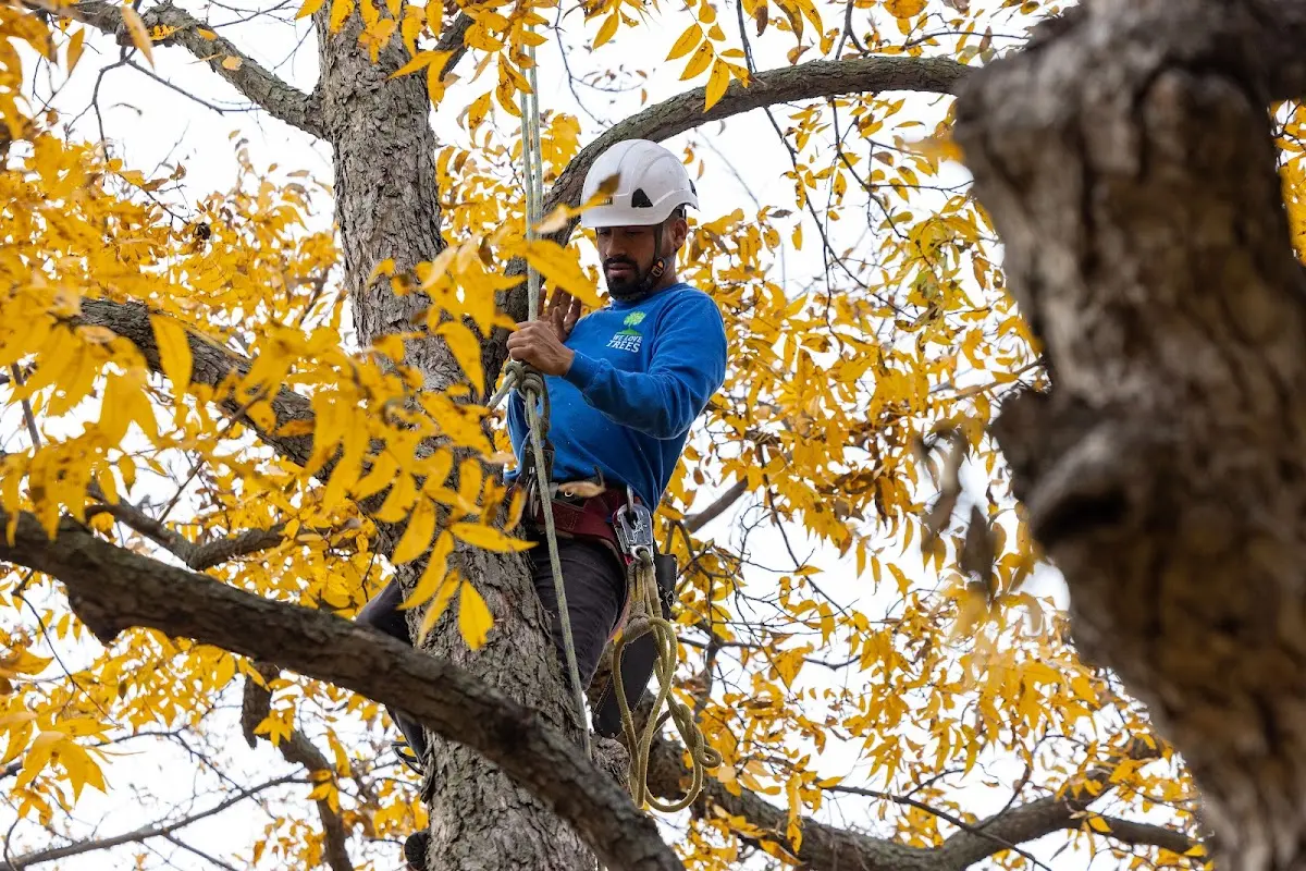 Skilled Tree Planting crew working in Casnovia